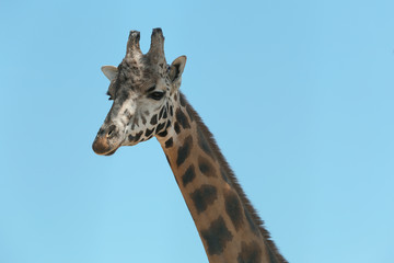 Closeup view of Rothschild giraffe against blue sky