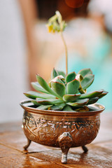 Succulent vase. decoration, wedding bouquet with wedding rings, selective focus