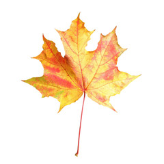 Naklejka na ściany i meble Beautiful leaf isolated on white. Autumn season