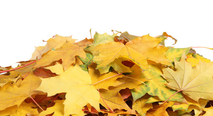 Pile of autumn leaves on white background