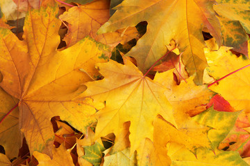 Beautiful golden autumn leaves as background, top view