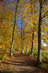 Naklejka na ściany i meble Herbstwald mit gelben Blättern