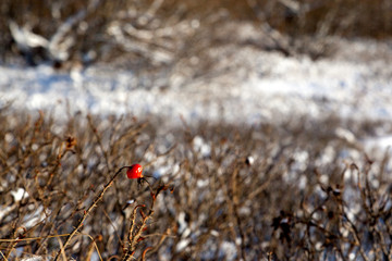 Lonely red rosehip on a background of snowy forest edge