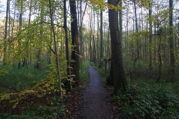 Fototapeta premium Schmaler Moorweg