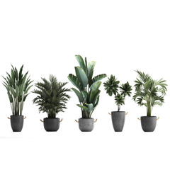 3d illustration of tropical plants on white background