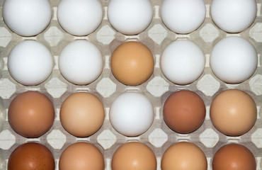 Large cell with multi-colored natural chicken eggs