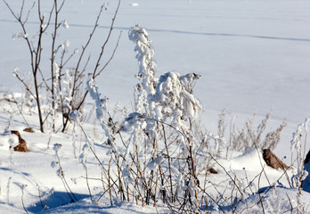 Rime in frosty  on umbrella plants against snow, bushes and blue sky