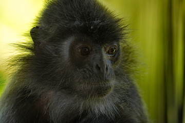 East Malaysia. island of Borneo. The name of the monkey Langur (monkey family) comes from a word that in Hindi means 