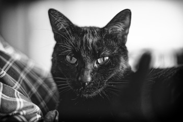 Chat noir nommé nestor le lustre