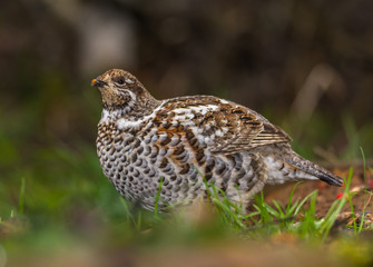 Grouse