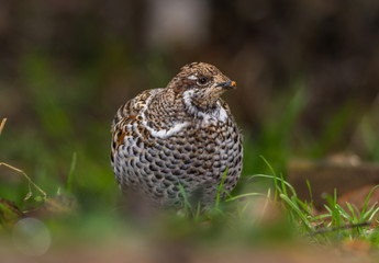 Grouse