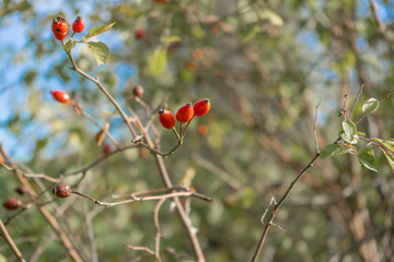 bacche rosa canina