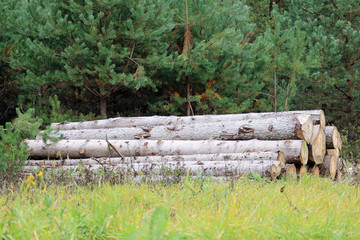 logging