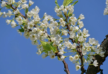 beautify spring flowers on tree