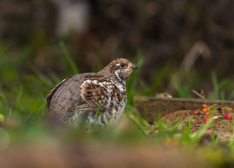 Grouse