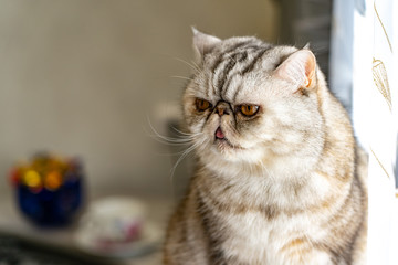 Persian gray cat with yellow eyes shows tongue