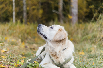 Golden retriever pale young dog is running on the grass 