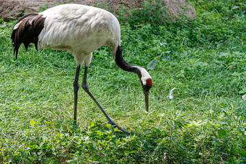 Red-crowned crane bird eating among green grass