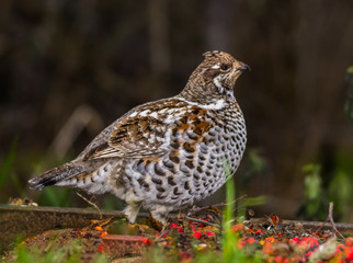 Grouse