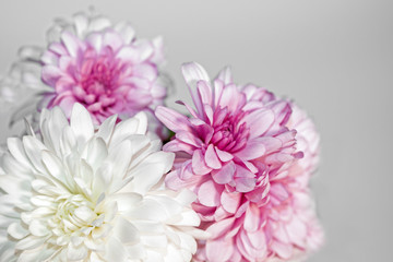 Abstract view of white and pink flowers of chrysanthemum on light gray background