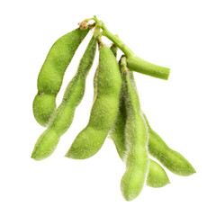 Fresh harvested soybean (edamame) plant isolated on white background