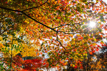 autumn leaves background