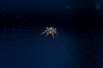 spider on web