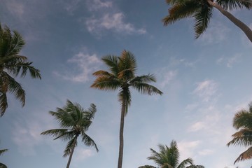 Fototapeta na wymiar Coconut Tree Palm
