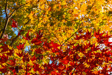 autumn leaves background