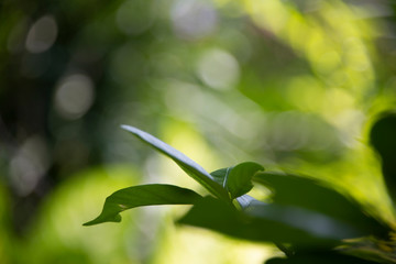 Green leaves with blurred bright forest background.