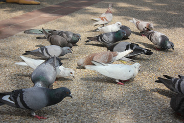Fototapeta premium Pigeons are eating food, corn,​ grainson the ground​ at​ Tha​ Phae​ Gate, Chiangmai, Thailand.