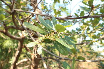moutain forest green tree stone travel thai