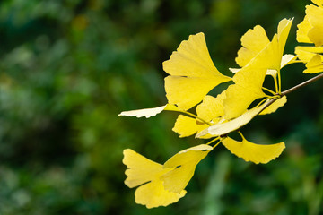 Yellow and gold leaves of Ginkgo tree (Ginkgo biloba), known as ginkgo or gingko against background of blurry foliage. Golden foliage elegant nature concept for design
