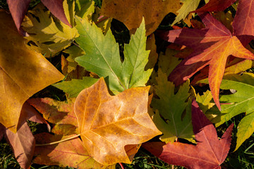 Multicolored background of autumn leaves. Red, yellow,  green and brown leaves lie on the grass. Autumn background for  fresh wallpaper, nature background concept