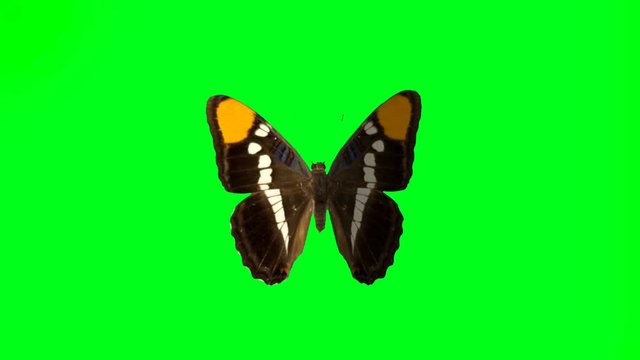 Animation colorful butterfly on green background.
