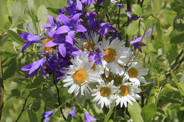 blue flowers in the garden