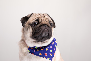 Cute pug dog with Scarf so handsome and healthy purebred dog on gray background,Adorable Dog Concept