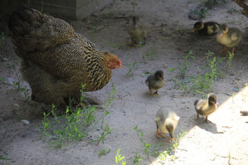 hen and chickens