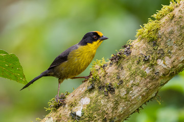 Pale-naped Brush-finch - Atlapetes pallidinucha, shy yellow and black brush-finch from Andean slopes of South America, Guango lodge, Ecuador.