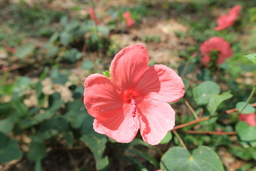 moutain forest green tree stone travel thai