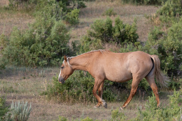 Obraz na płótnie Canvas Beautiful Wild Horse in the Sand Wash Basin Colorado in Summer