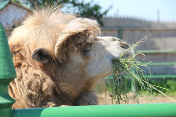 camel in zoo