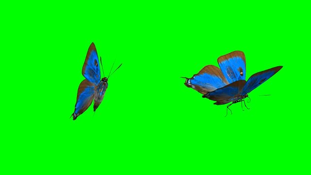 Animation blue butterflys on green background.