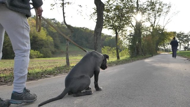 Perro en camara lenta Mast&iacute;n italiano