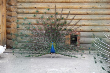 peacock with feathers