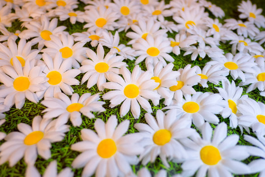 White and yellow Daisys and green grass closeup. © Lucky