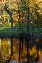 Fototapeta na wymiar Autumn reflection golden colour