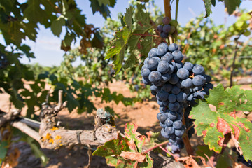 Ripe grapes with vine and leaves in sunny weather ready to harvest
