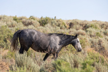 Beautiful Wild Horse in the Sand Wash Basin Colorado in Summer