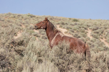 Beautiful Wild Horse in the Sand Wash Basin Colorado in Summer